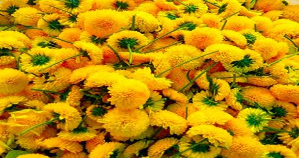 Fresh Indian Flowers